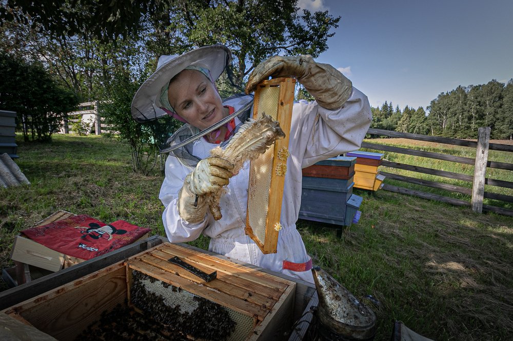 пчелиная фея