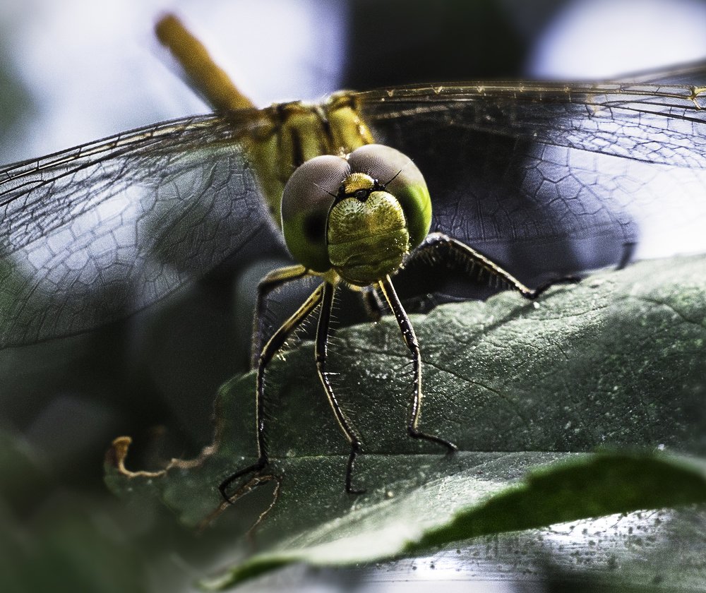 Портрет стрекозы