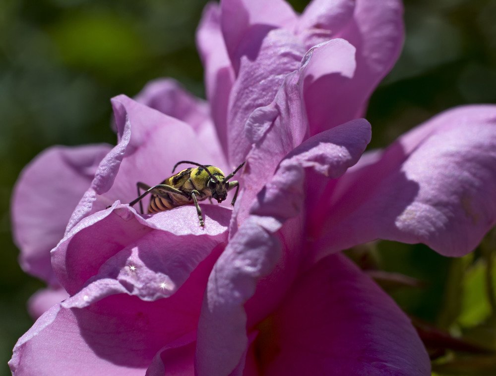 Кто живет в чайной розе