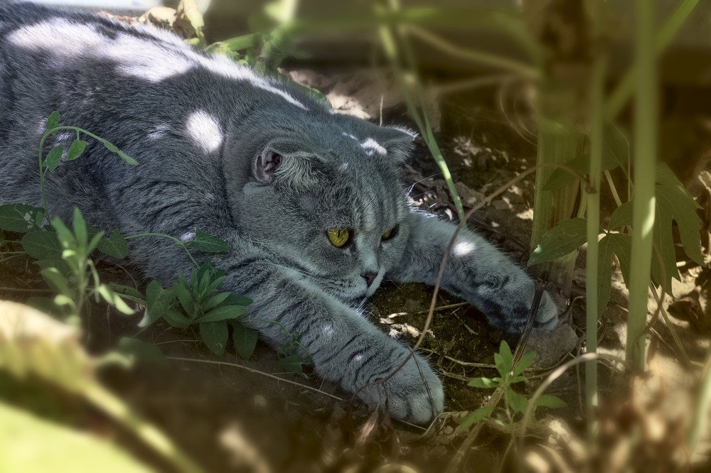 Размышления в тени под лопухом