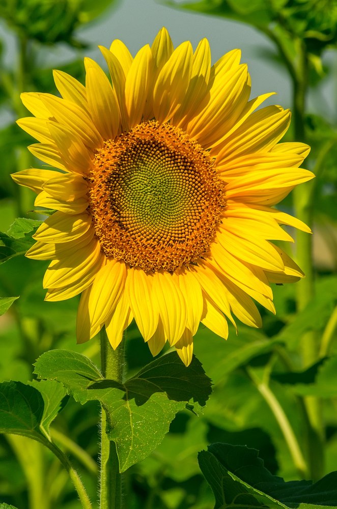 Photograph by Петр