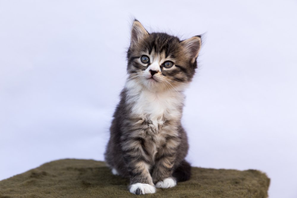 Одномесячная модель