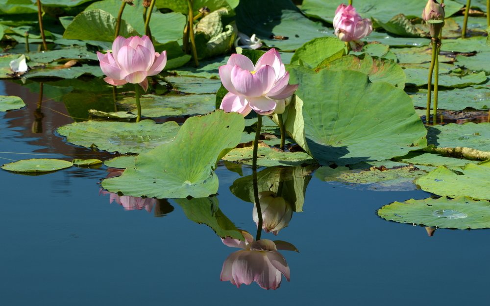 Курские лотосы.