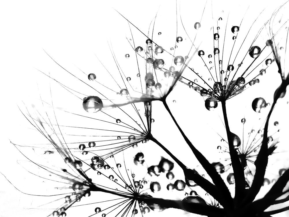 Одуванчиковый мотив ...