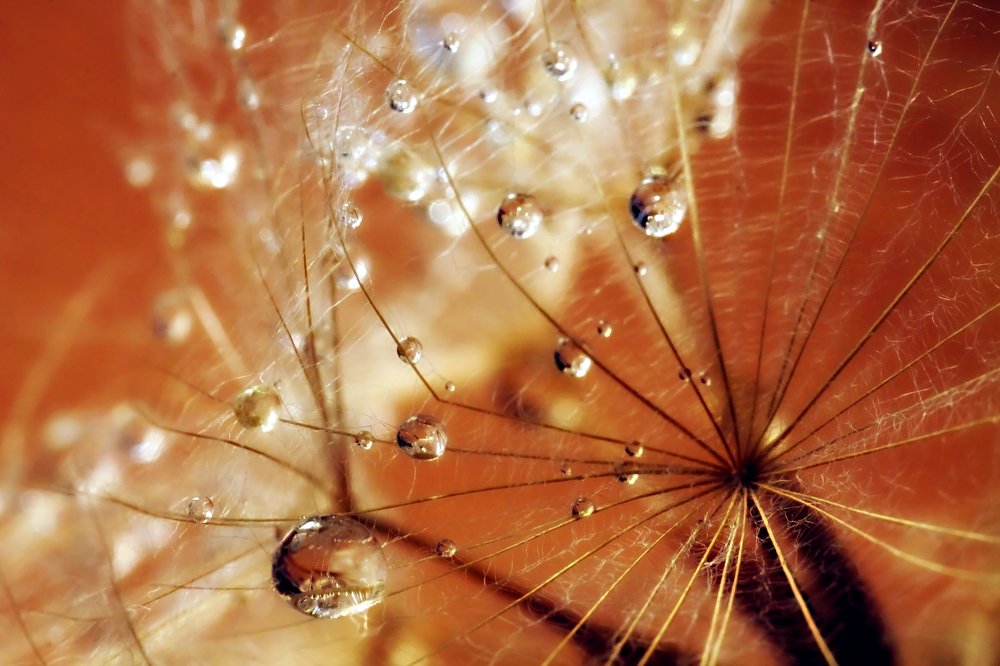 Капельки ...