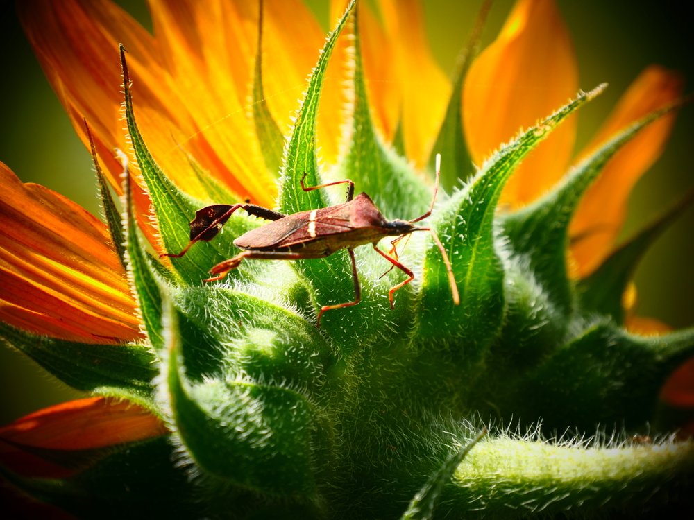 Жук на подсолнухе.