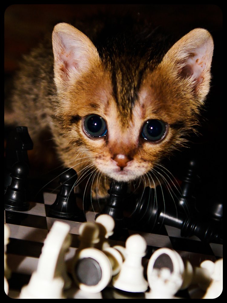 Попробуй выиграть.