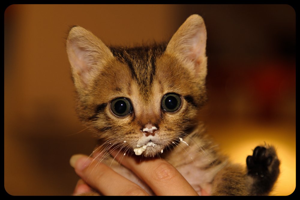 Здрасте, это я