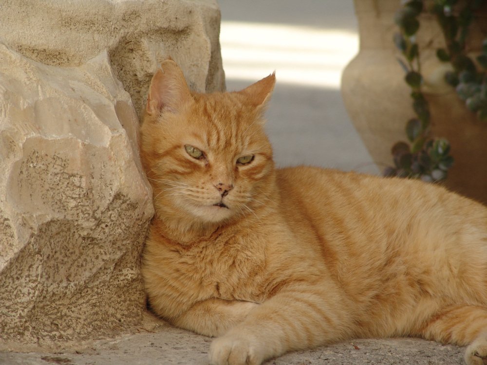 Мимикрия по кошачьи