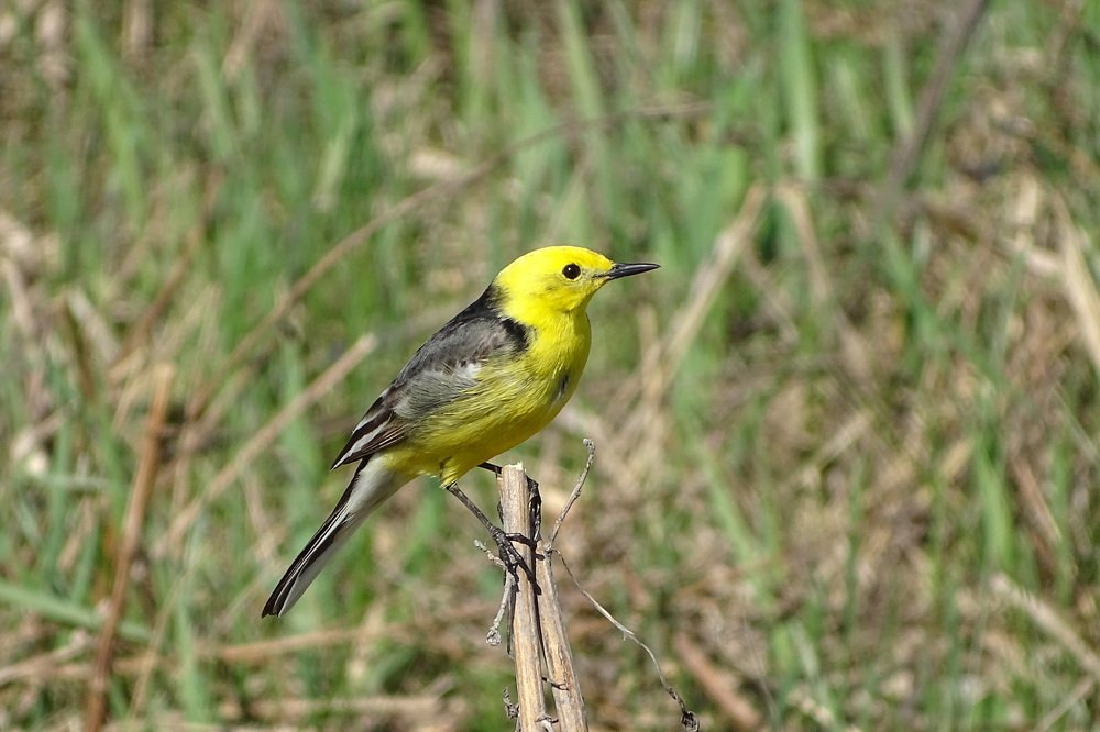 Желтоголовая трясогузка.