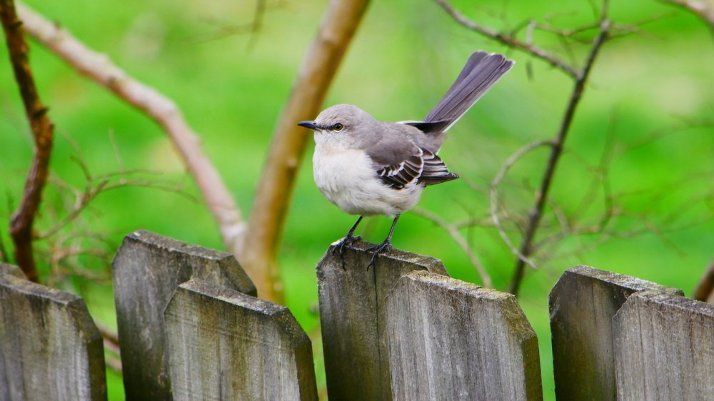 Пересмешник.