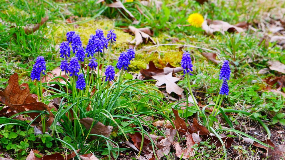 Пришла весна.