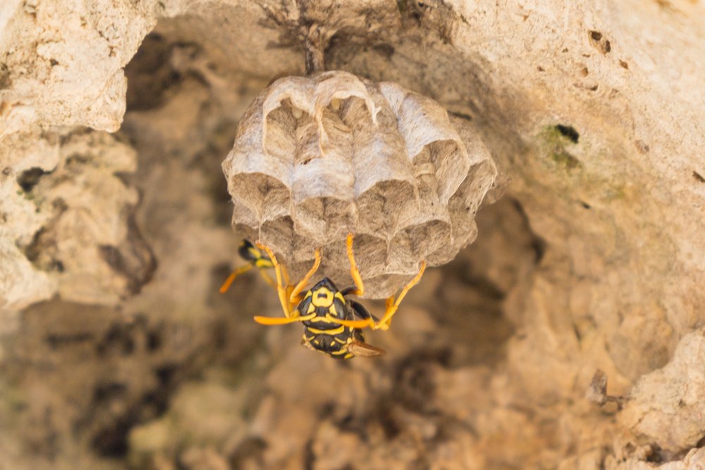 Моя оборона