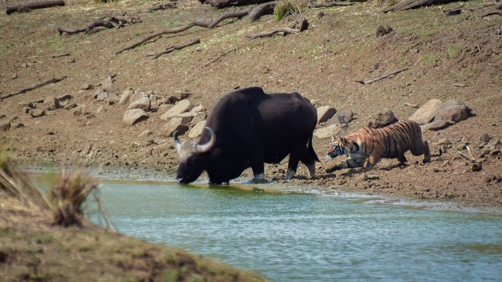 Go Big or Get Lost !