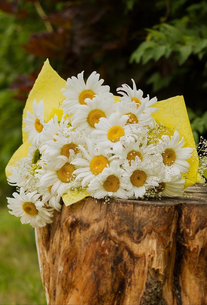 Ромашки- цветы лета