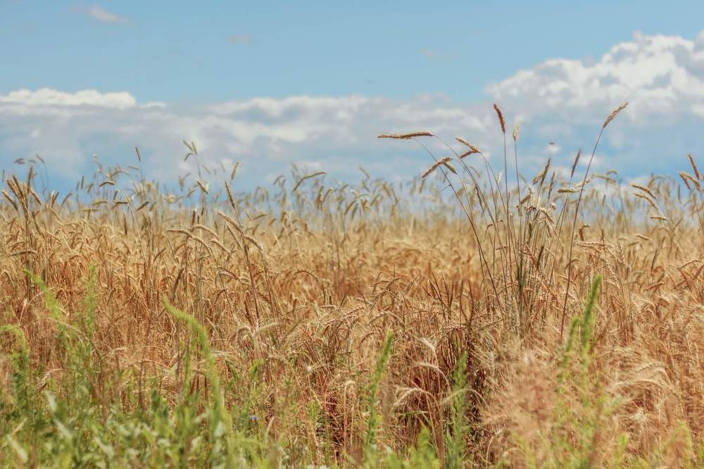 Золото русских полей