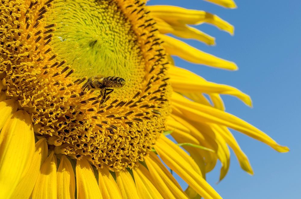 Про подсолнух