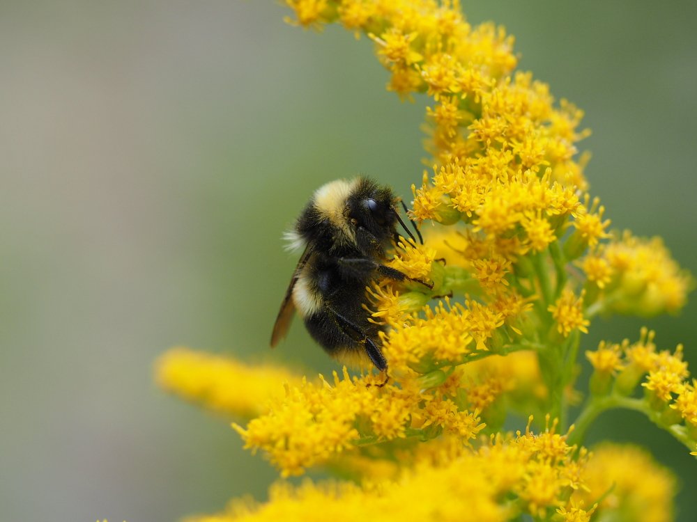 Трудолюбивый шмель