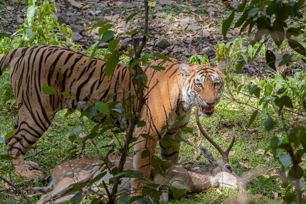 Only the strongest survives