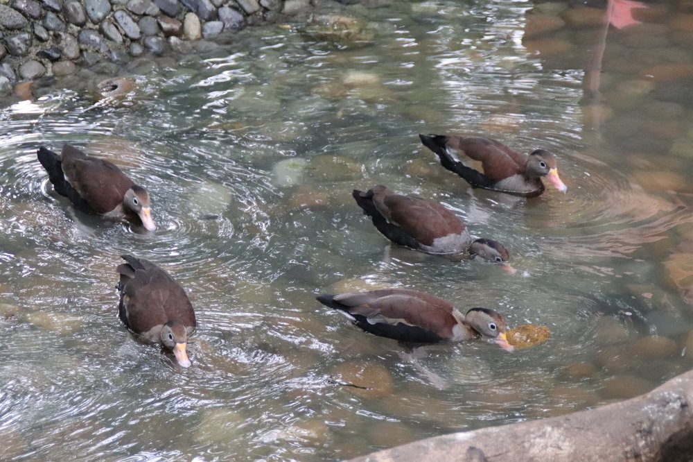 patos silvestres