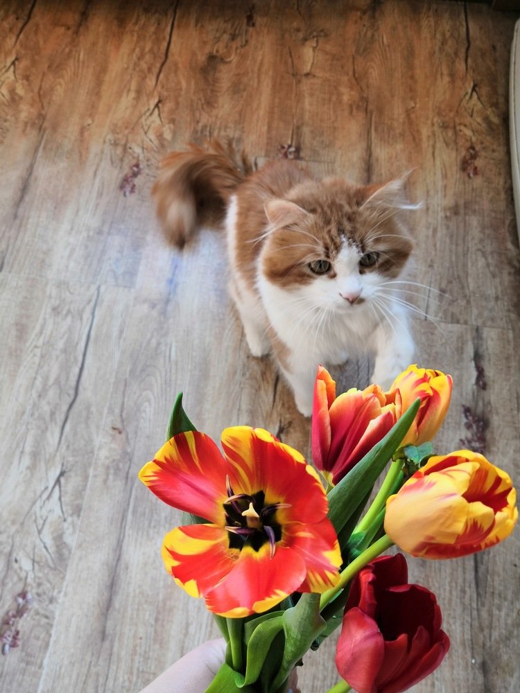 8 марта дамы