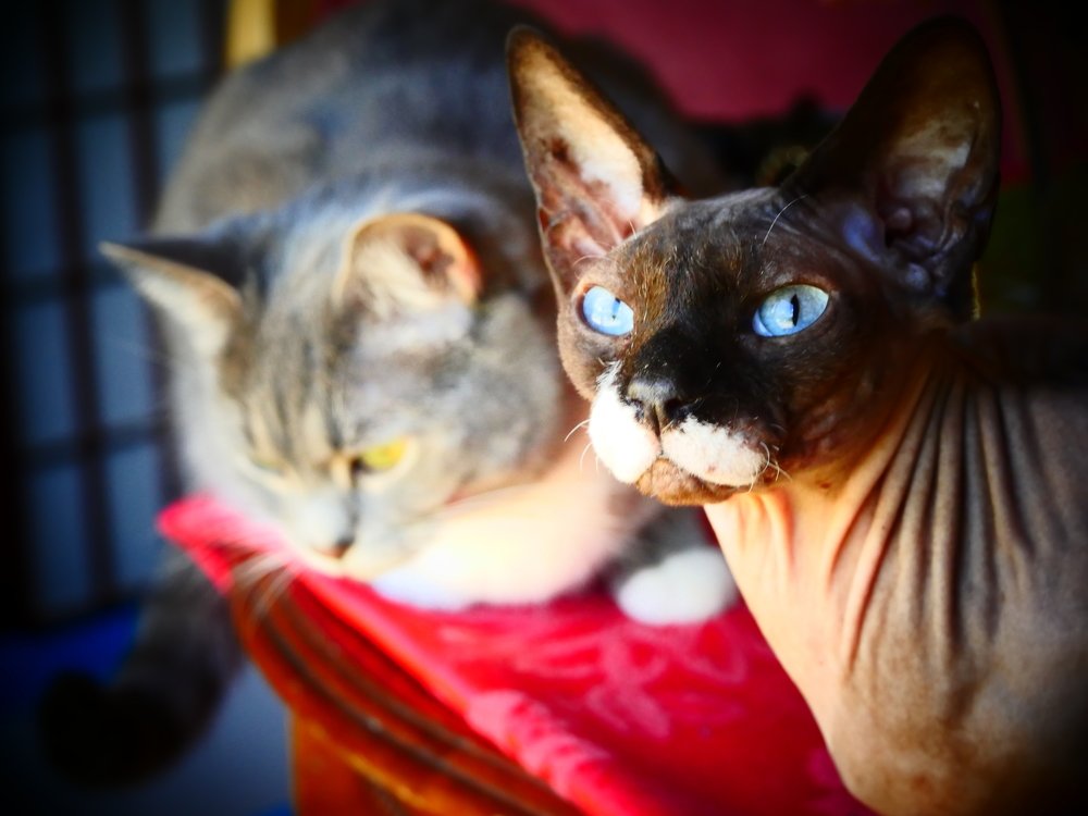 Люсьен и Аня.