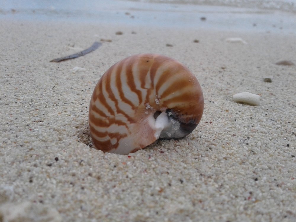 Kulit kerang