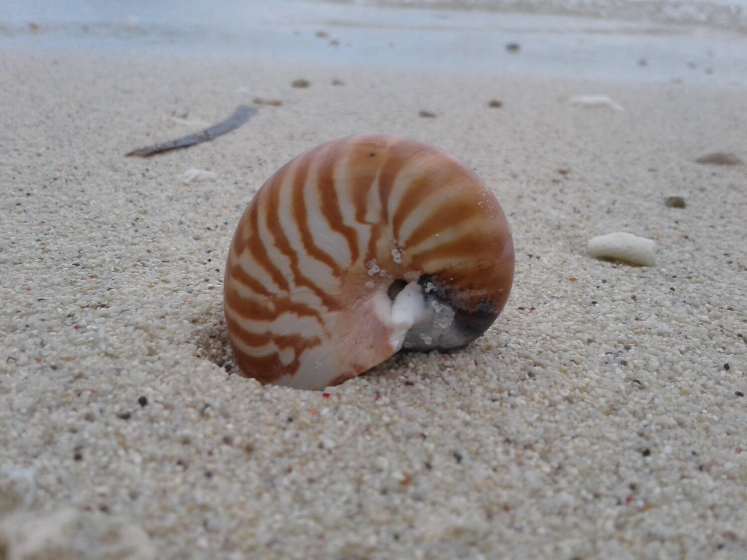 Kulit kerang