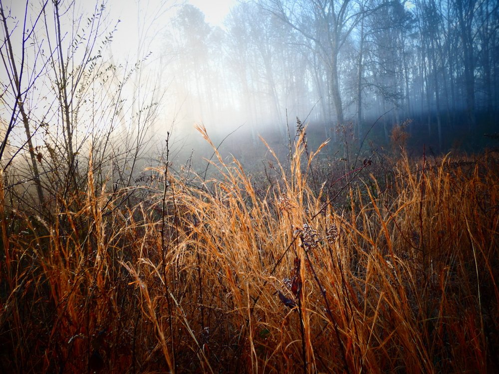 Февральский лес.