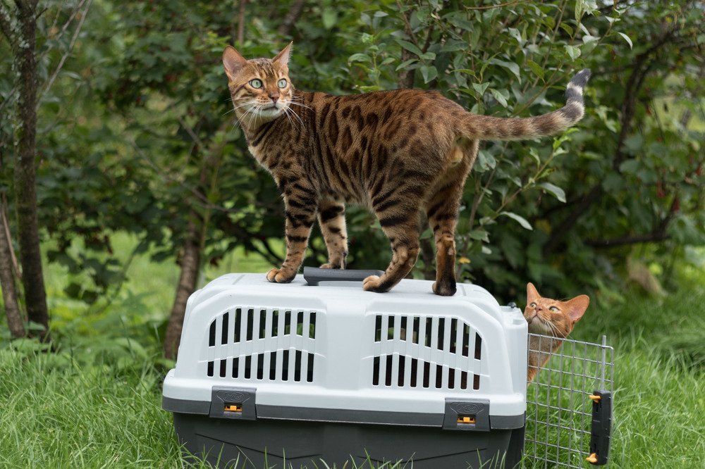 Photograph by Елена Загородская