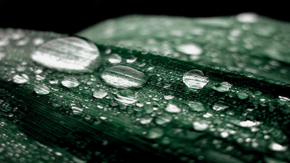 Morning dew