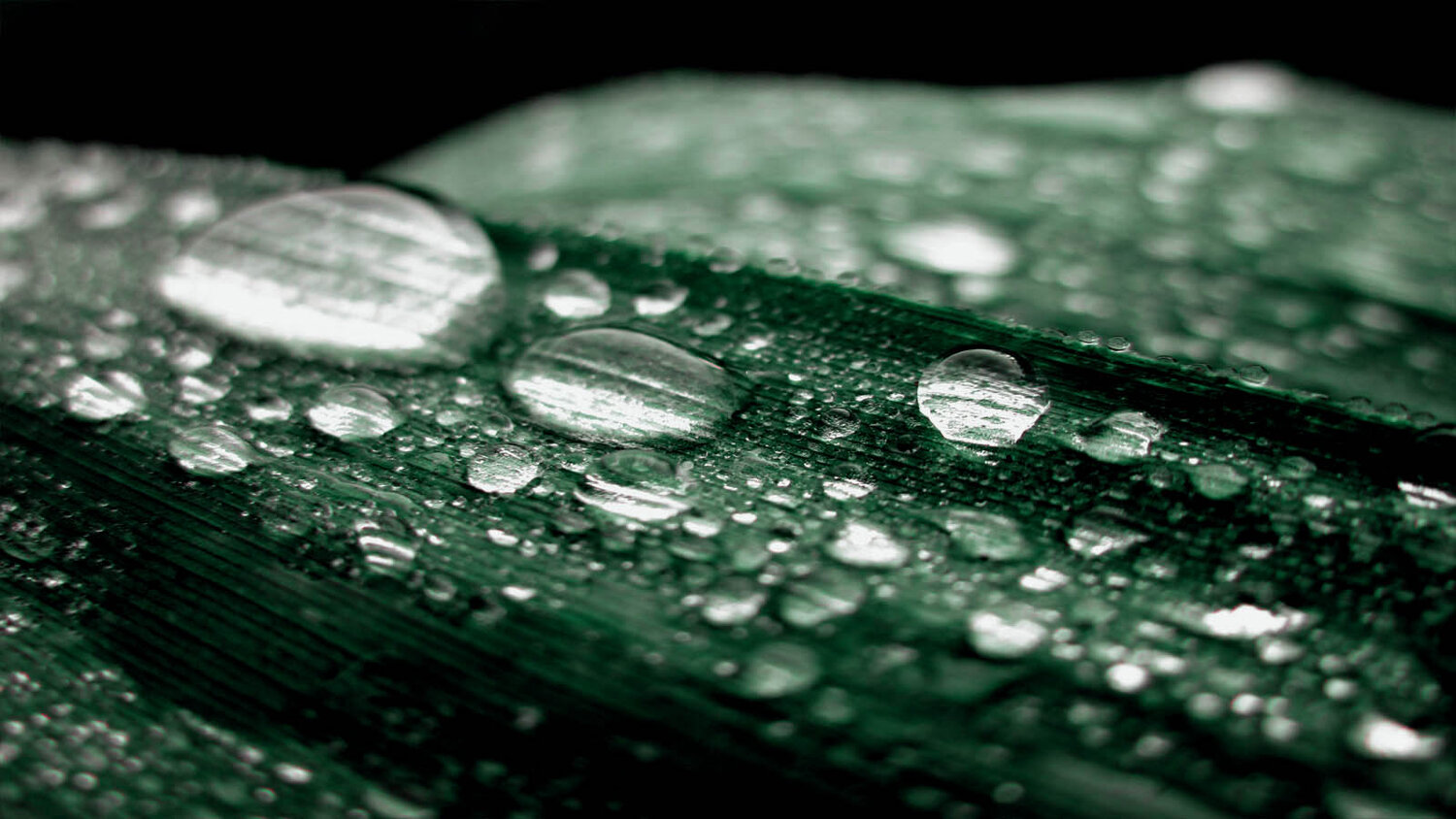 Morning dew