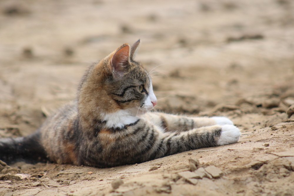Красавица по имени Сосиска