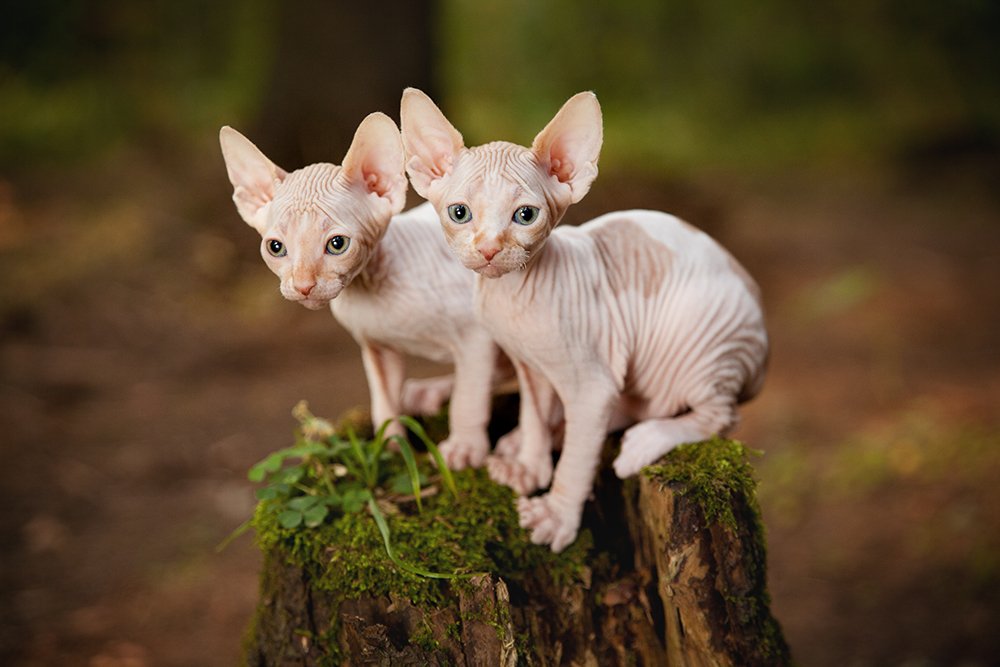 Children of the forest