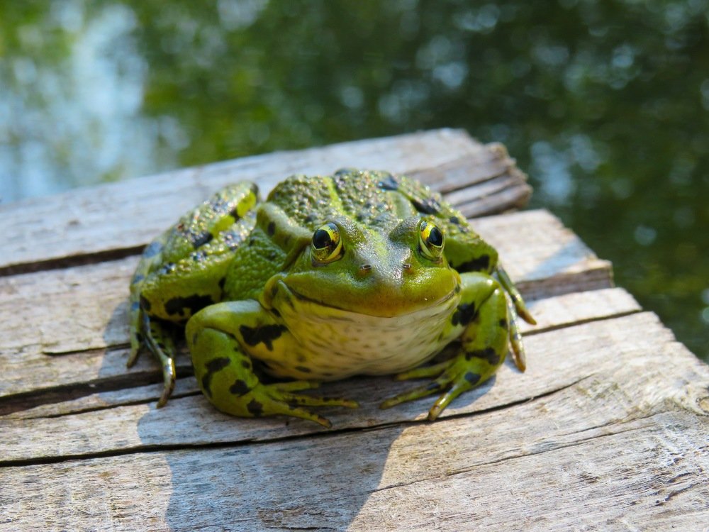 Позирующая лягушка
