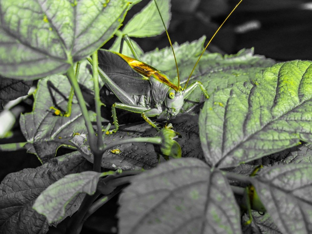 Кузнечик в малине