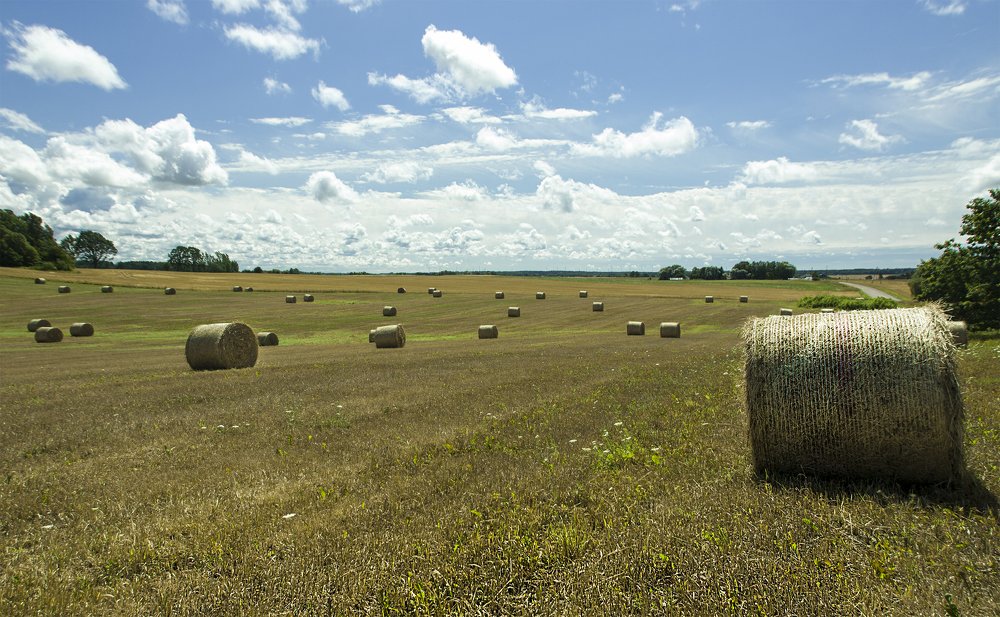 The middle of the summer