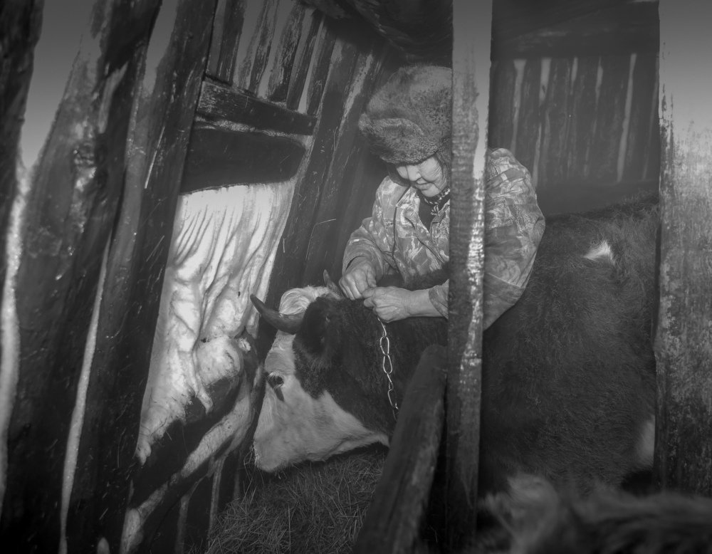 Зима в коровнике