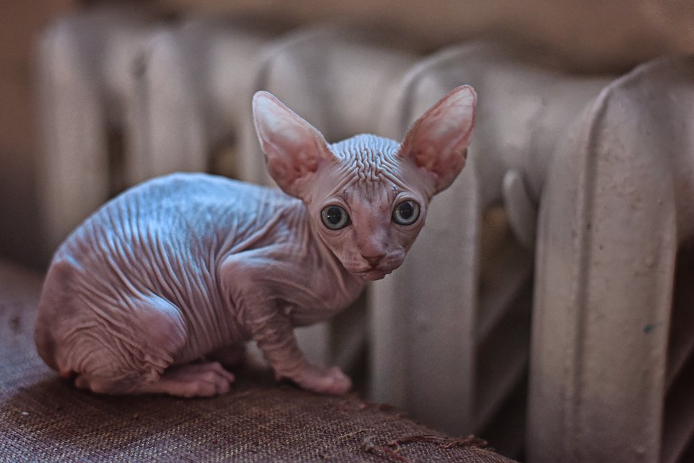 инопланетянин