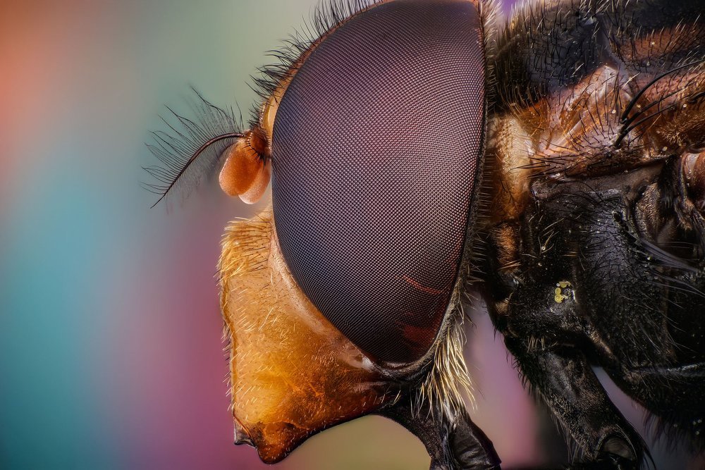 макро портрет