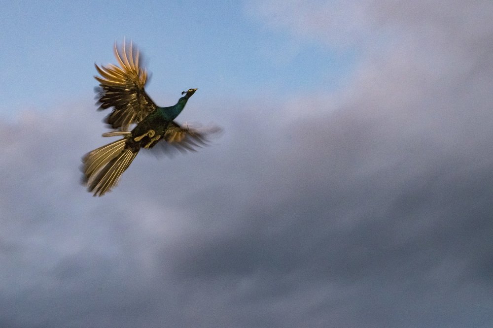 Flying Peacock