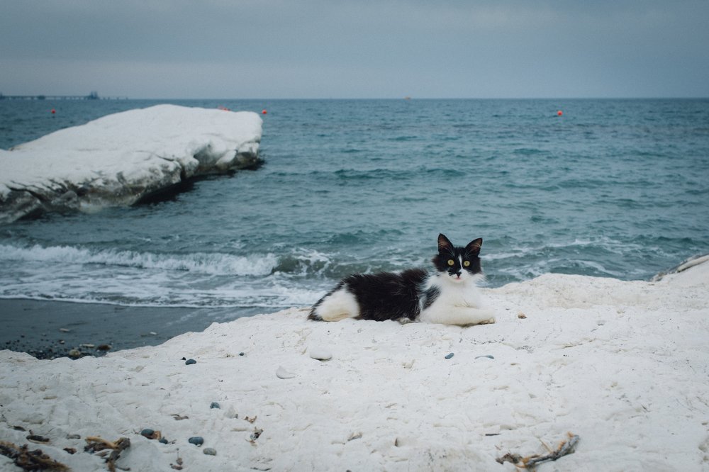 Protects the beach.