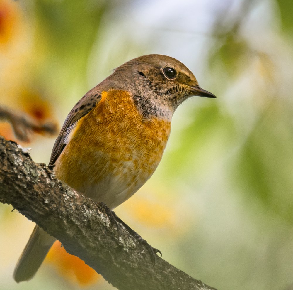 Горихвостка лысушка