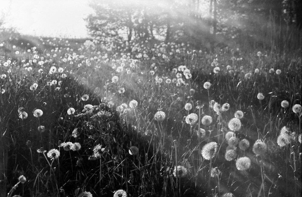 Лучики и одуванчики