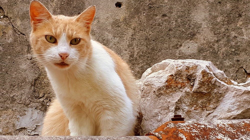 Having an eye on the prey.