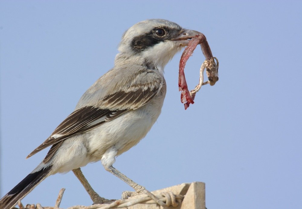 Great Grey Shrike eating snake
