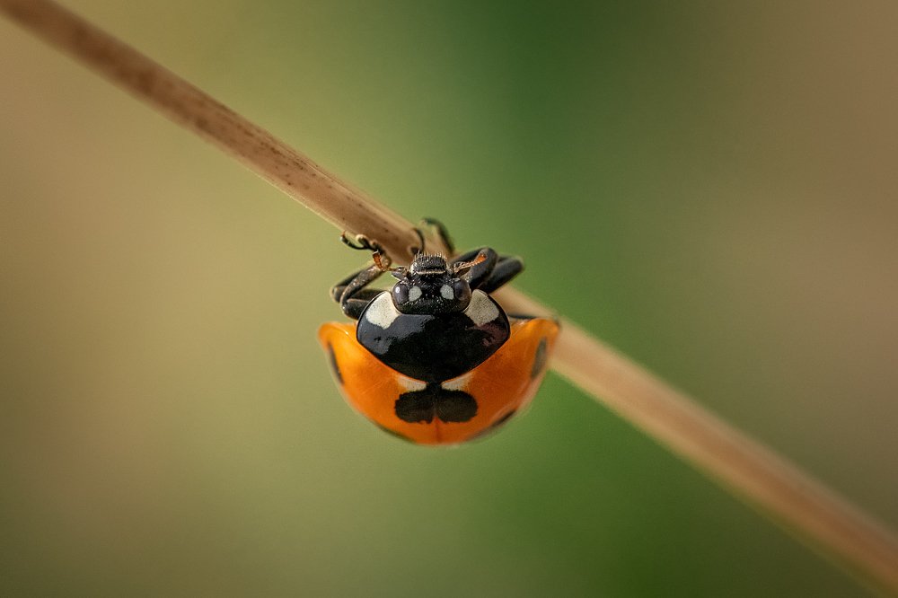 Фотография автора Зоя Галимова