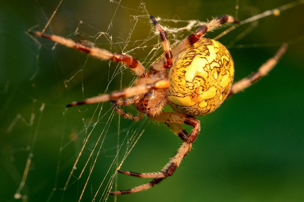 Фотография автора Зоя Галимова