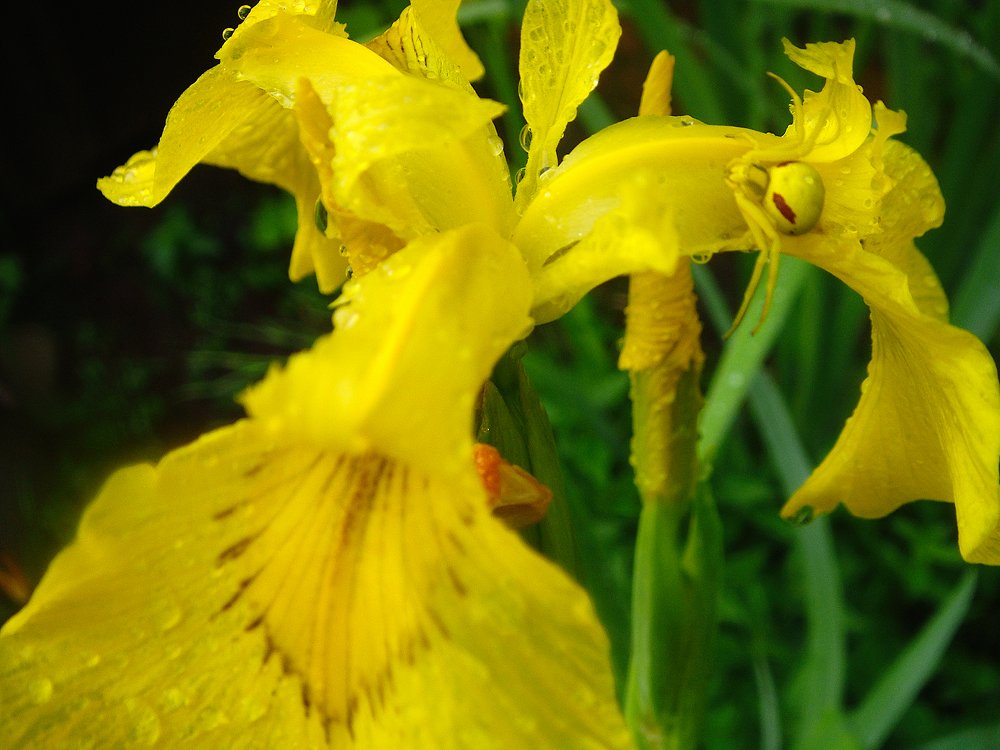 Маленький шпион