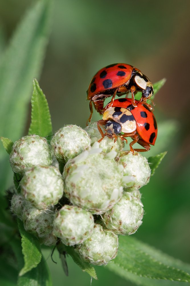 Фотография автора Зоя Галимова